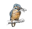 Kingfisher by Jon Rogers