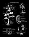 Looking Closer Plant Anatomy by Lynn Hatzius