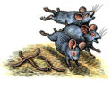 Three Blind Mice by Bill Sanderson