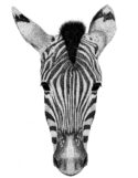 Zebra by Studio Blanka